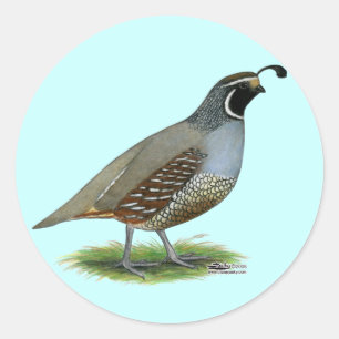 California Valley Quail Classic Round Sticker