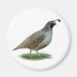 California Valley Quail Magnet