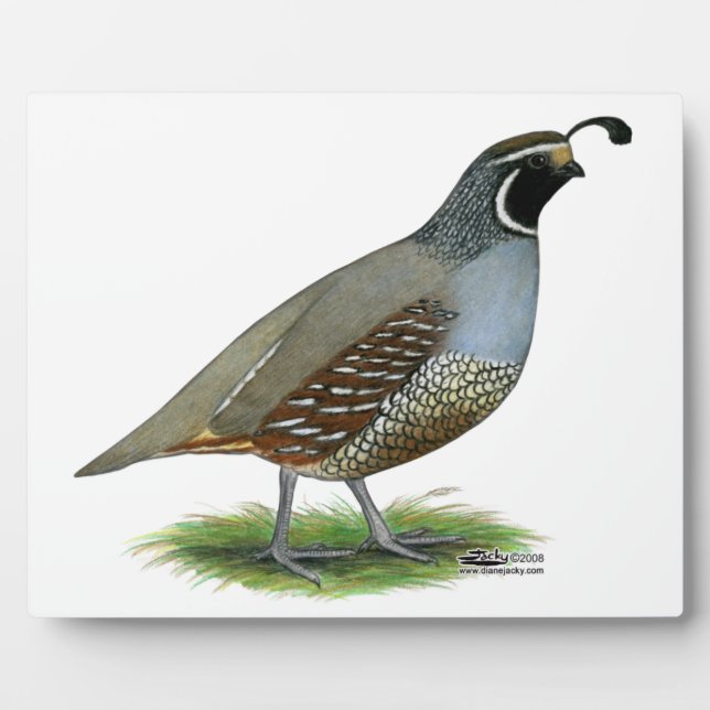 California Valley Quail Plaque (Front)