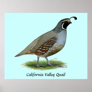 California Valley Quail Poster