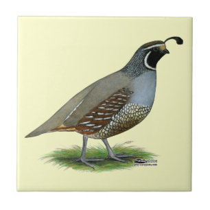 California Valley Quail Tile
