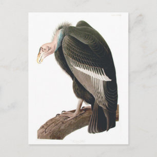 California Vulture (Condor), Audubon Fine Art Postcard