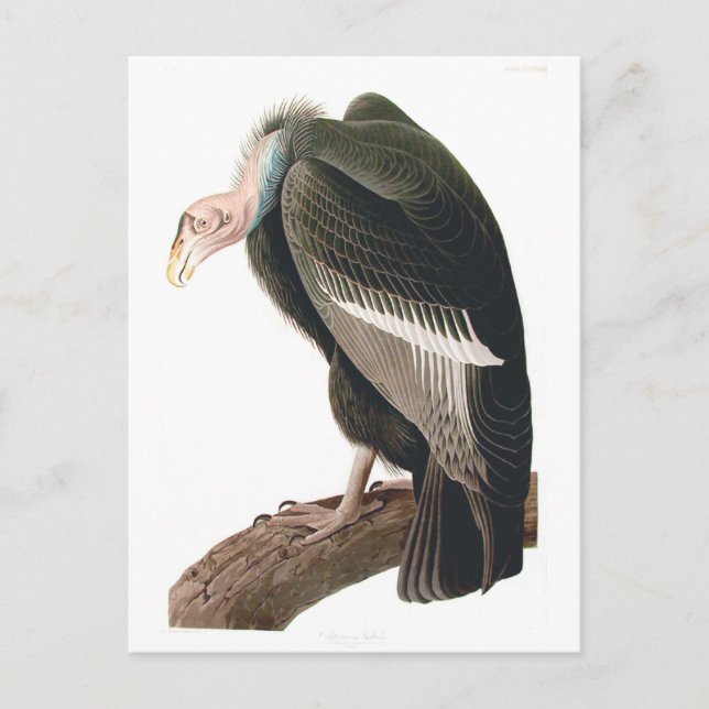 California Vulture (Condor), Audubon Fine Art Postcard (Front)