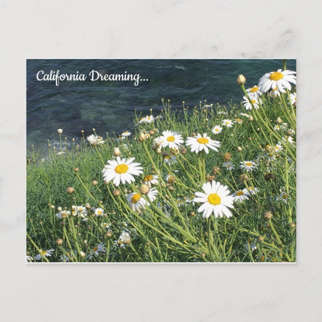 California Wildflowers, La Jolla Cove Postcard (Front)