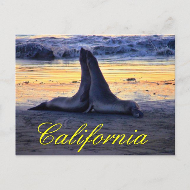 California wildlife postcard (Front)