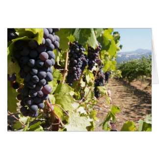California Wine Country