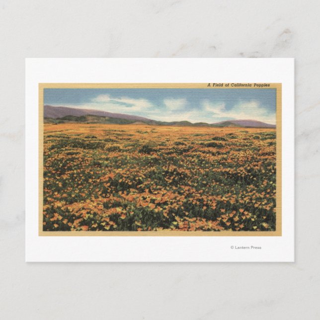 CaliforniaA Field of Californian Poppies Postcard (Front)