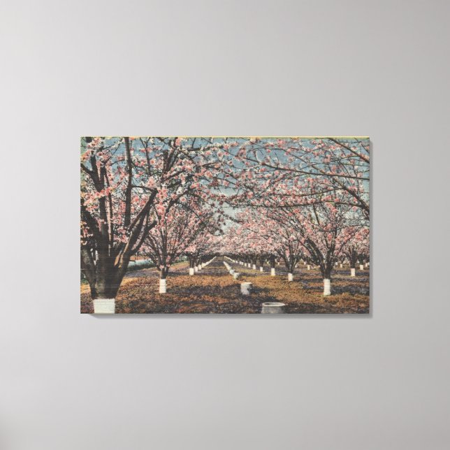 CaliforniaBlossom Blooming on Trees Canvas Print (Front)