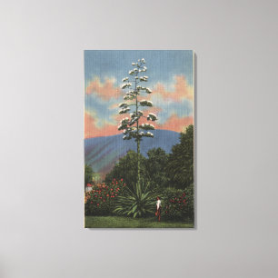 CaliforniaCentury Plant in Bloom Canvas Print