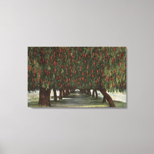 CaliforniaGroves of Pepper Trees Canvas Print