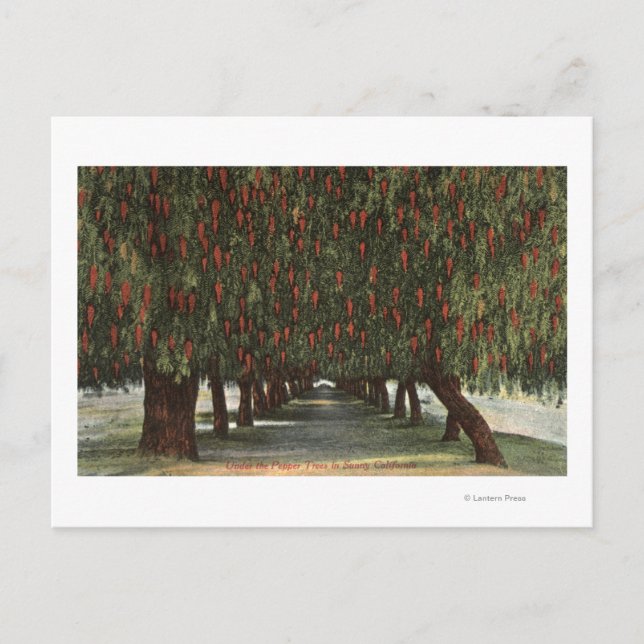 CaliforniaGroves of Pepper Trees Postcard (Front)