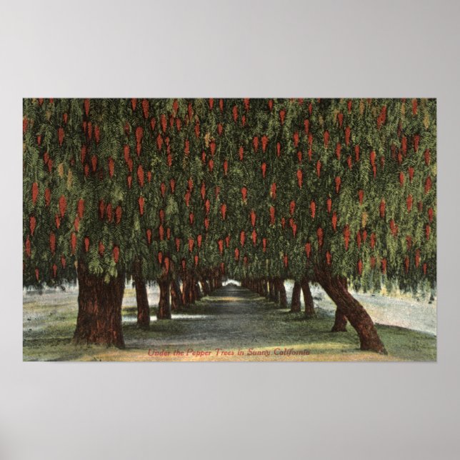 CaliforniaGroves of Pepper Trees Poster (Front)