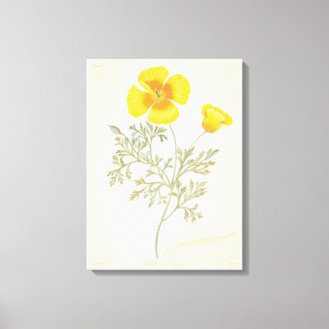 Californian Eschscholtzia Canvas Print (Front)