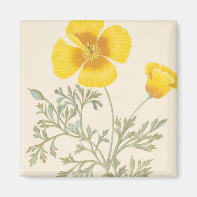 Californian Eschscholtzia Magnet (Front)