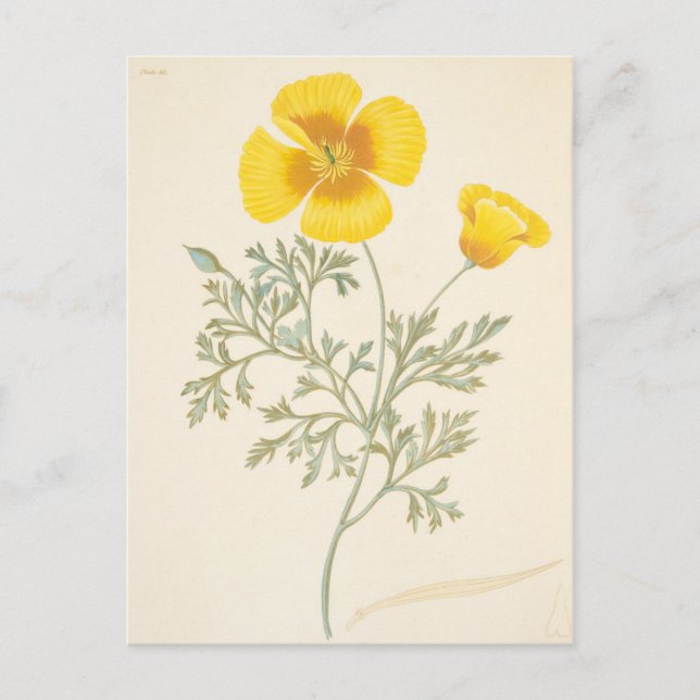 Californian Eschscholtzia Postcard (Front)