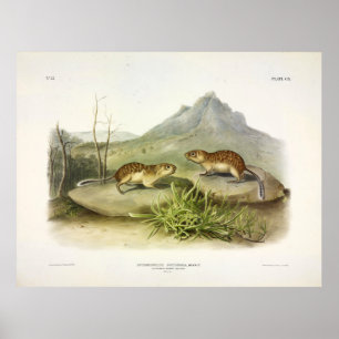 Californian Marmot-Squirrel, Mexican Ground Squrrl Poster