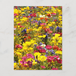 Californian Poppies Postcard