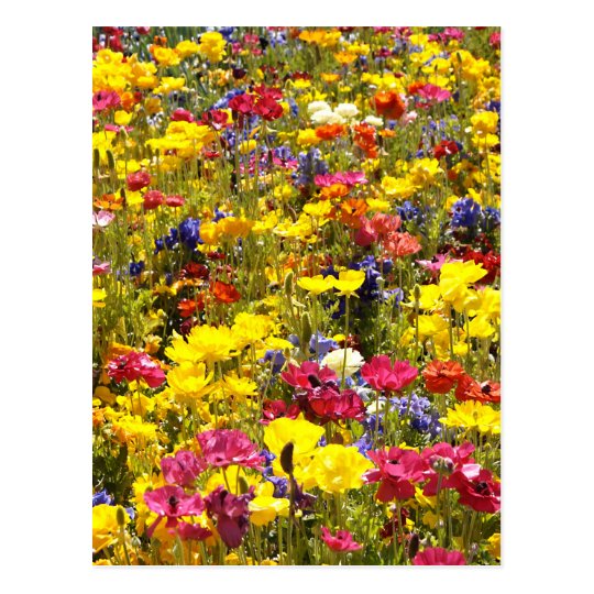 Californian Poppies Postcard