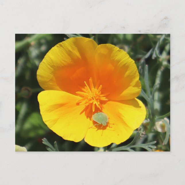 Californian Poppy With Bug Postcard (Front)