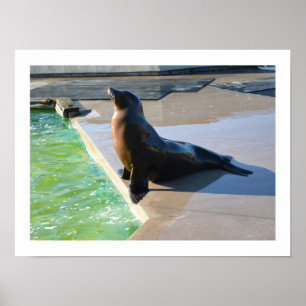 Californian sea lion poster