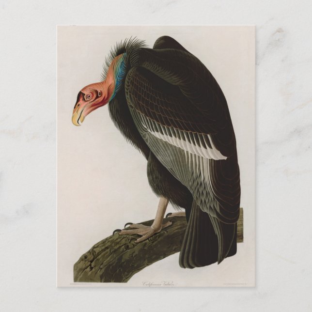 Californian Vulture Birds of America Audubon Print Holiday Postcard (Front)