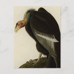 Californian Vulture Postcard