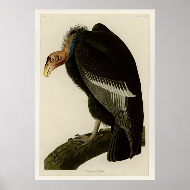 Californian Vulture Poster (Front)
