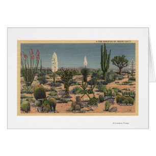CaliforniaVarieties of Desert Cacti