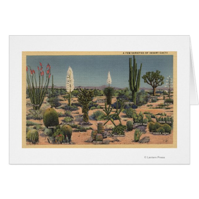 CaliforniaVarieties of Desert Cacti (Front Horizontal)