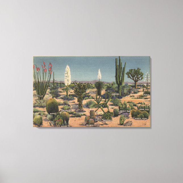 CaliforniaVarieties of Desert Cacti Canvas Print (Front)