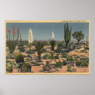 CaliforniaVarieties of Desert Cacti Poster