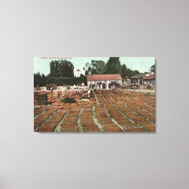 CaliforniaView of Peaches Drying in the Sun Canvas Print (Front)