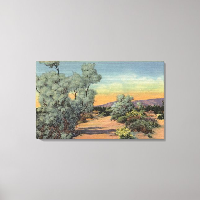 CaliforniaView of Smoke Trees in Desert Canvas Print (Front)