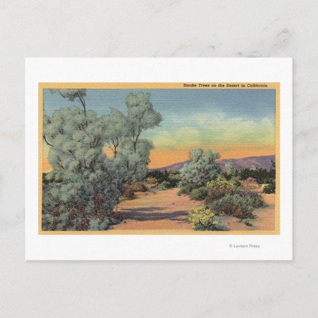 CaliforniaView of Smoke Trees in Desert Postcard (Front)