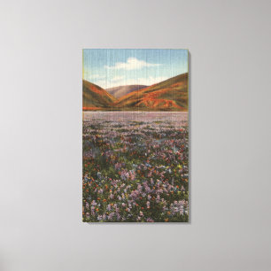 CaliforniaWild Lupine Flowers in Bloom Canvas Print
