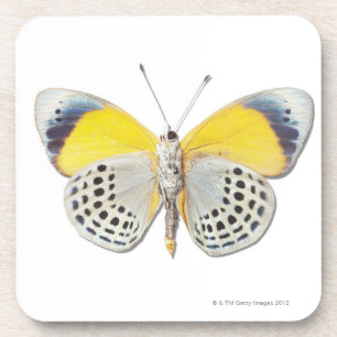 Calithea davisi coaster