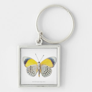Calithea davisi key ring