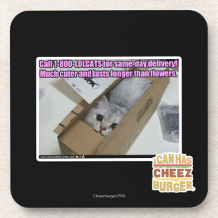 Call 1-800-LOLCATS Coaster