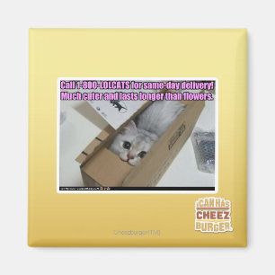 Call 1-800-LOLCATS Magnet