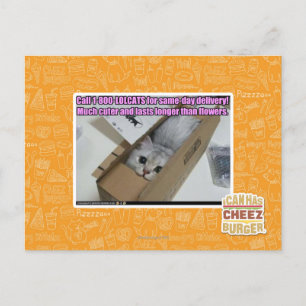 Call 1-800-LOLCATS Postcard