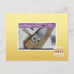 Call 1-800-LOLCATS Postcard