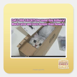 Call 1-800-LOLCATS Square Sticker