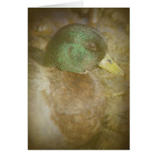Call Duck Drake