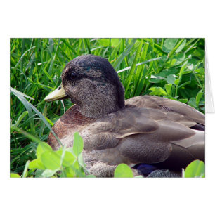 Call Duck Drake