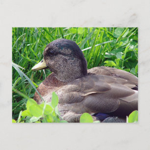 Call Duck Drake Postcard