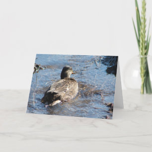 Call Duck Hen Playing in Flooded Field Card