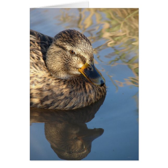 Call Duck Hen With Reflections (Front)