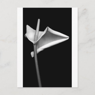 Calla #5 postcard