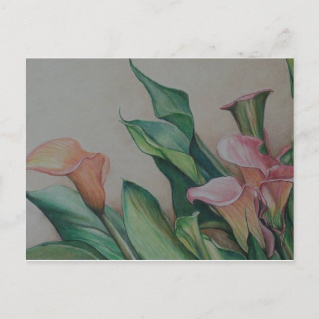 Calla Lilies art Postcard (Front)