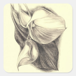 Calla Lilies Drawing Square Sticker